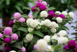 50 GLOBE AMARANTH MIX Gomphrena Globosa Mixed Colors Amaranthus Flower Seeds Flowering Plants