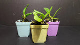 3 Assorted Seedlings in 2.75" pots All Nicer Hybrids Orchids