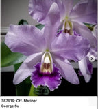 Cattlianthe Mariner ÔWoodlawnÕ X Cll Snowflake ÔModelÕ Seedling Orchid 2Ó Pot Flowering Plants