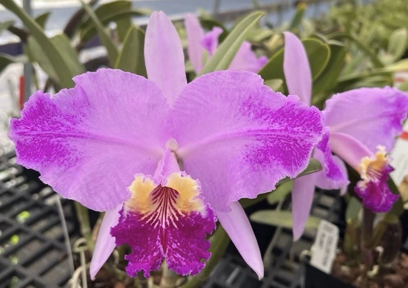 SvzannaÕs Hallelujah Orchid Seedling Orchids