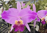 SvzannaÕs Hallelujah Orchid Seedling Orchids