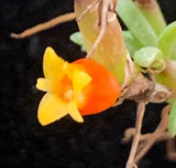 MINIATURE SPECIMEN MEDIOCALCAR DECORATUM  CCE/AOS ORCHID SPECIES Orchids