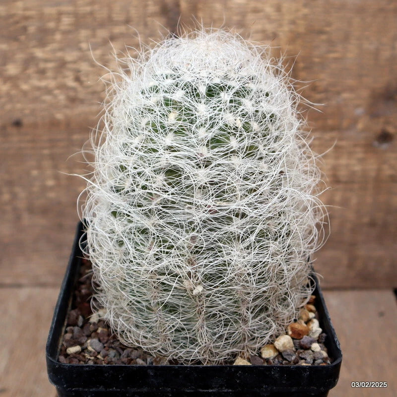 Fuzzy white cactus plant in black square pot with small gravel