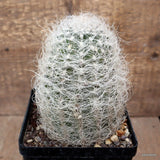 A5024 NEOPORTERIA NIDUS SENILIS pot12-H15-W10 cm MaMa Cactus Green Plant