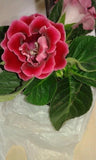 Imported Rare Flower Gloxinia flowers bulbs | Red flowers Pack of 2 Bulbs Flowering Plants