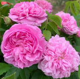 Pink Damascena Hybrid Rose Seeds  - Pack 30 Seeds - Rose Flower Gardening Garden Plants