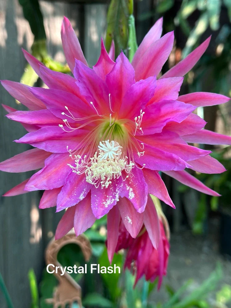 Pink and magenta epiphyllum orchid flower with white stamens and central tuft