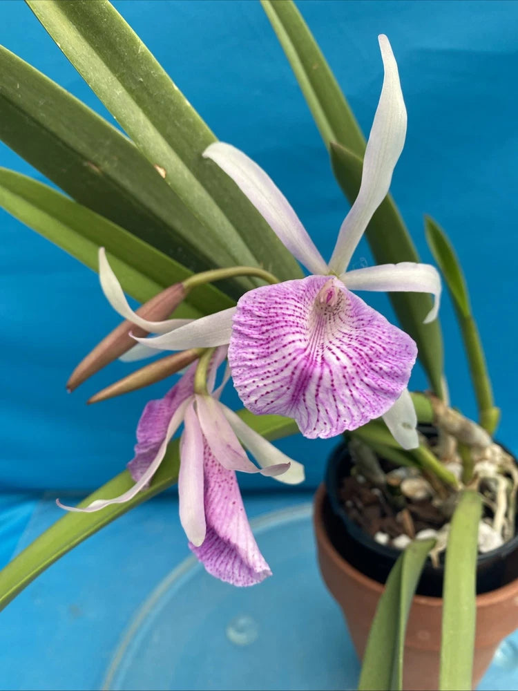 Purple and white orchid bloom in small pot with green leaves