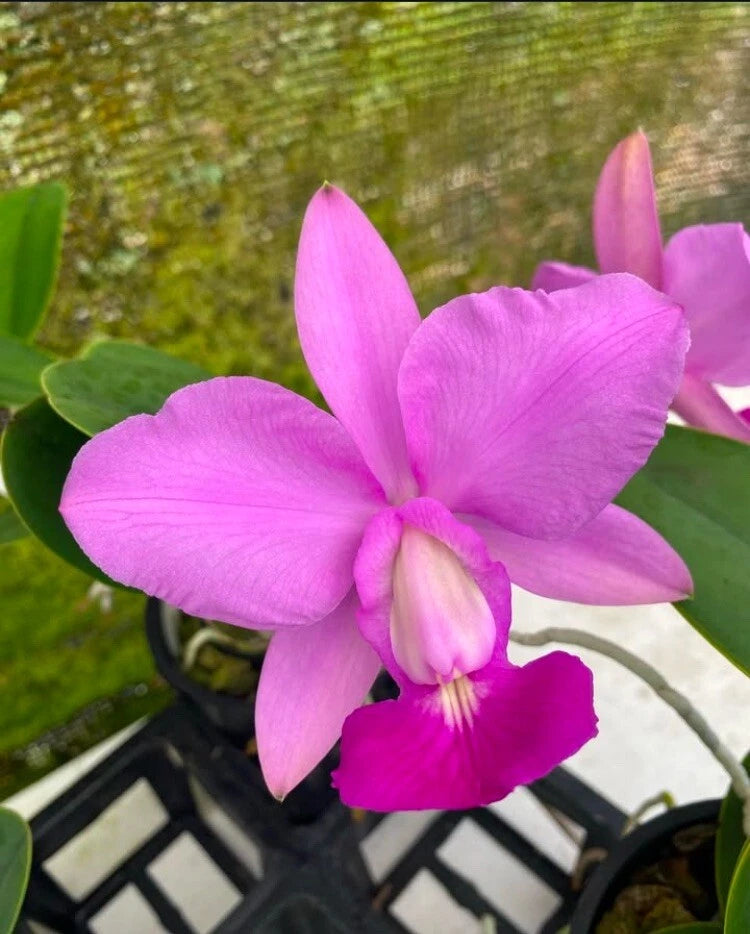 Purple-pink fragrant orchid flowers with a bold magenta center lip in a pot
