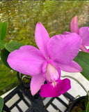 Cattleya walkeriana ÔSVOÕs PassionÕ AM/AOS Fragrant Species Orchid Eros 2Ó Pot Orchids