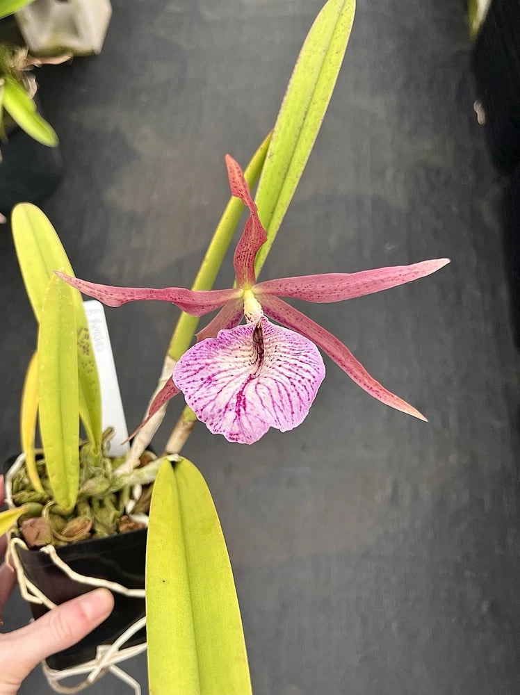 Pink and purple orchid bloom with five petals on a potted plant with green leaves