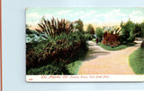 Postcard - Pampas Grass, East Lake Park, Los Angeles, California Pampas Grass