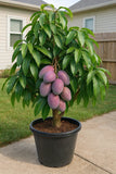 Grafted Mango Palmer Tree 3Ð4 ft Tall Live Fruit Tree USDA Certified - NO CA Green Plant