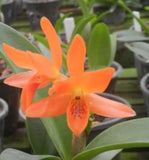 Orchid live Cattleya aurantiaca - bare root Orchids