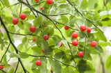 30 RED HUCKLEBERRY Vaccinium Parvifolium aka Red Blueberry & Red Bilberry Pink F Flowering Plants