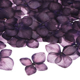 12-Pack Dried Pressed Flowers for Resin, Real Bulk Dry Floral [Dark Purple] Dried Flower