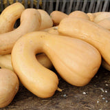 25+ Tahitian Butternut Squash Seeds for Garden Planting - USA - FREE SHIPPING! Garden Plants
