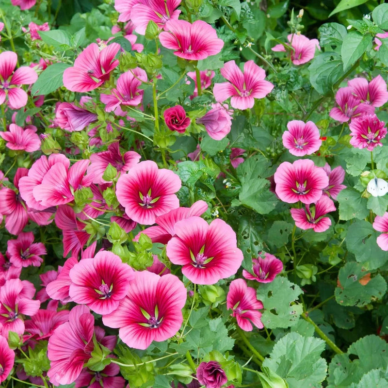 100+ Vulcan Malope Trifida Seeds Ð Mallowwort Flower Ð Large Pink Annual Garden Garden Plants