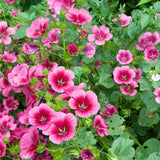 100+ Vulcan Malope Trifida Seeds Ð Mallowwort Flower Ð Large Pink Annual Garden Garden Plants
