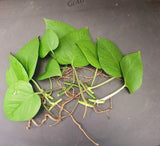 Jade pothos 10 leaf cuttings with nodes and air roots air purifier Green Plant