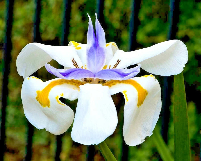 25 FAIRY IRIS SEEDS - Dietes grandiflora Garden Plants