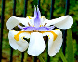 25 FAIRY IRIS SEEDS - Dietes grandiflora Garden Plants