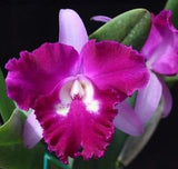 Two-tone magenta and white cattleya orchid bloom with curved purple petals and green leaves