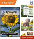 Mammoth Sunflower Seeds Ð Grow Tall, Bright Blooms to Attract Pollinators Sunflower