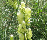 MONKSHOOD YELLOW Aconitum Anthora - 50 Bulk Seeds Flowering Plants