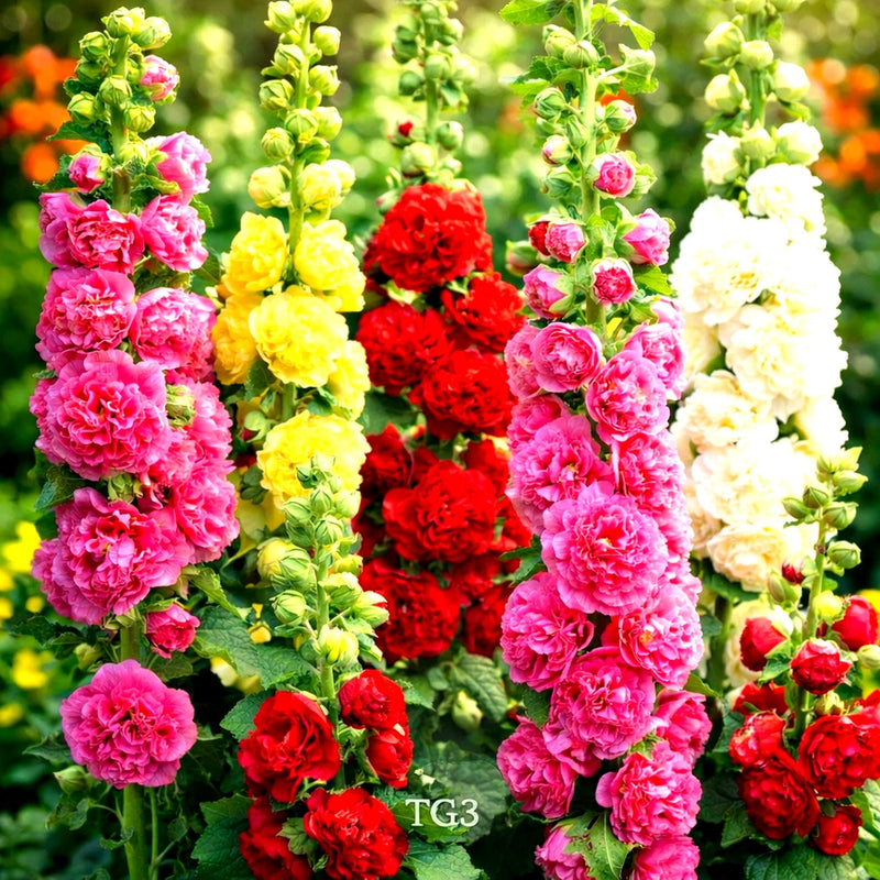 200+ HOLLYHOCK SPRING MIX SEEDS | __ | HUMMINGBIRD | HUGE BLOOMS | FREE SHIPPING Flowering Plants