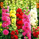 200+ HOLLYHOCK SPRING MIX SEEDS | __ | HUMMINGBIRD | HUGE BLOOMS | FREE SHIPPING Flowering Plants
