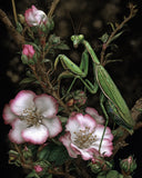 8x10 Praying Mantis, on flowers, wild roses, illustration green body - 632620470 Roses