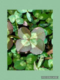 __Four Leaf Clover ~5 Clover~DRIED/Pressed~Authentic Dried Flower