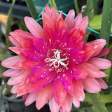 Kiwi Treasure Box epiphyllum cutting Orchids