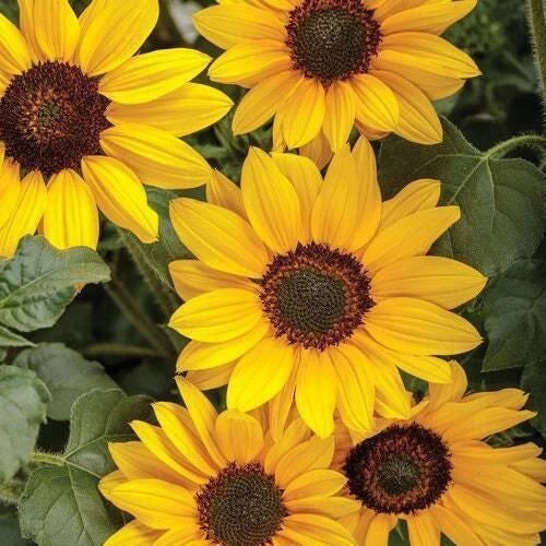 20 yellow sunflower seeds plants garden plants rare flower colorful Garden Plants
