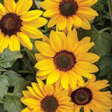 20 yellow sunflower seeds plants garden plants rare flower colorful Garden Plants