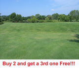 200 Buffalo Grass Seeds Native Prairie Low Maintenance Drought (sample pack) Green Plant