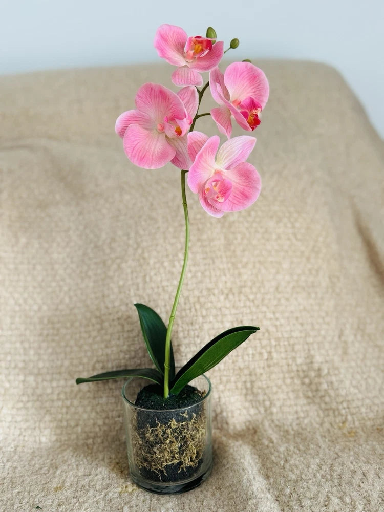 Phalaenopsis Orchid Live Plant Pink Flowering Potted in Clear Pot 14in Orchids