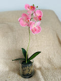 Phalaenopsis Orchid Live Plant Pink Flowering Potted in Clear Pot 14in Orchids