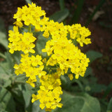 Basket Of Gold Alyssum Seeds | Yellow Alyssum | Heirloom | Free Shipping | 1211 Flowering Plants