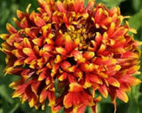 30+ GAILLARDIA BI-COLOR SUNDANCE FLOWER SEEDS / RARELY OFFERED  PERENNIAL Flowering Plants