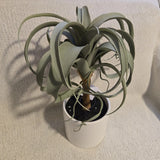 2 Pack Threshold Faux Potted Plants Home Decor Greenery Table Air Plant Set NEW Green Plant
