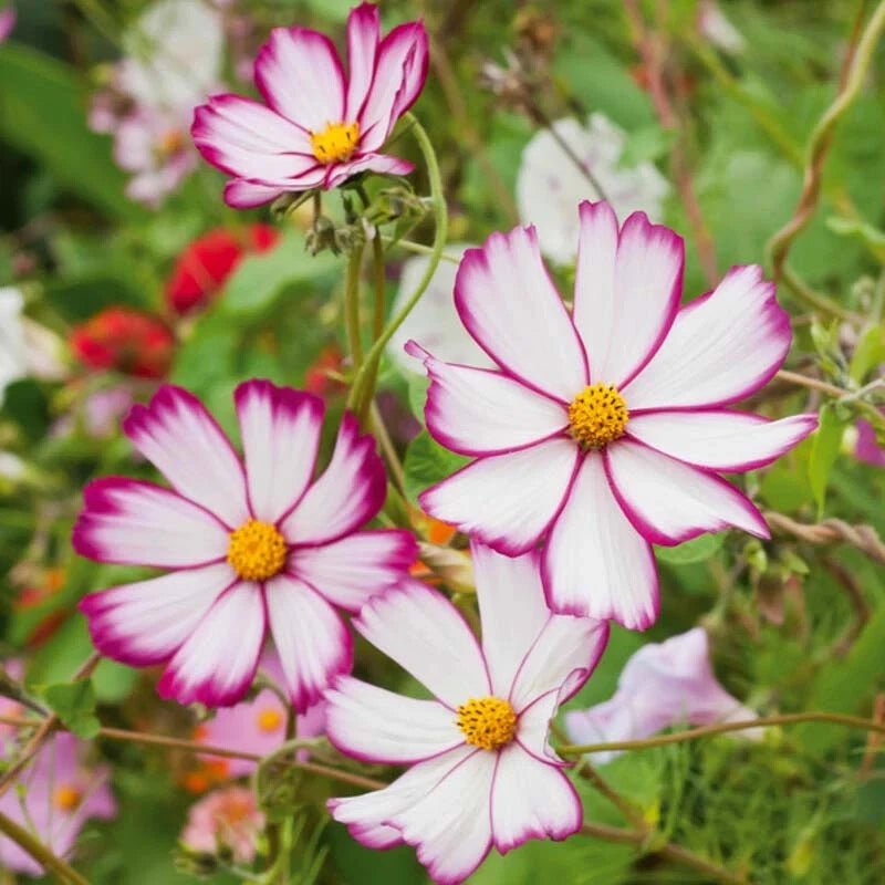 200+ Sensation Picotee Cosmos Seeds for Garden Planting - USA - FREE SHIPPING! Garden Plants
