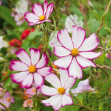 200+ Sensation Picotee Cosmos Seeds for Garden Planting - USA - FREE SHIPPING! Garden Plants