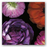 Ranunculus II Left Pip Bloomfield Art Print 18x18 Ranunculus