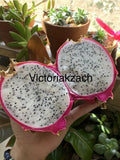 White Dragon Fruit Seeds Pitaya Cactus Edible Hylocereus Undatus Garden Grow Garden Plants