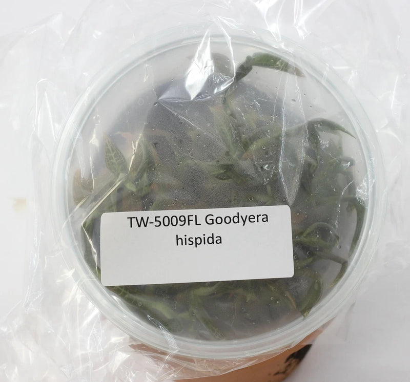 Goodyera hispida orchid plants with dark green leaves in clear plastic bag