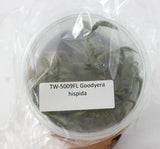 FLASK Goodyera hispida JEWELS Orchids