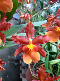 (455-4)  Odontocidium  Catatante "Sun King"      FS Orchids