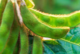 Black Soybean seeds, Soybean seeds to plant in your home garden. Garden Plants